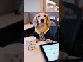 Tại sao người mới vẫn có thể cạnh tranh?