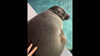 Seal video archive museum: love 👌🦭🤙🌷 Profile