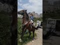حصان يعني  حصان يعني هورس تعليم تعليم الاطفال