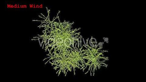 Tree v. 03 Top View Pack | Motion Graphics - Envato elements