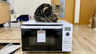 新しく届いた電子レンジを自分のお家と勘違いしてしまった猫w