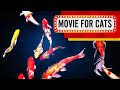 MOVIE FOR CATS - Mesmerizing Koi Carps! (Video for cats to watch) 3 Hours 4K