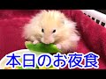 こんちゃん本日のお夜食【ハムスター/hamster】