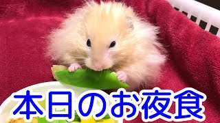 こんちゃん本日のお夜食【ハムスター/hamster】