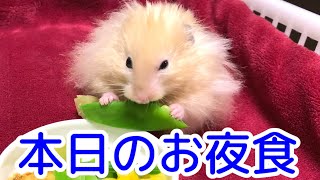 こんちゃん本日のお夜食【ハムスター/hamster】