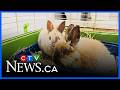 Rabbits rescued in Rockwood