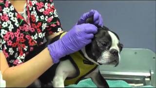 otiderm ear drops for dogs