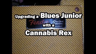 Cannabis Rex Installed in a Blues Junior