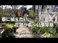 【春に植えたい花が長～く咲く多年草】購入苗のご紹介/　花が咲き続ける庭造り。。