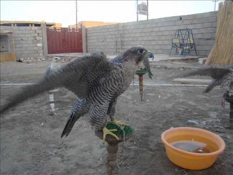 احمد عزيز ربابة من الطراز الاول Ahmed Aziz By Saif Aldulaimi Wmv