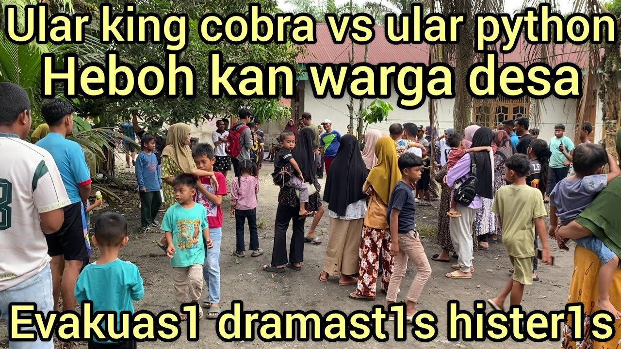 HEBOH DESA KOTA GARO EVAKUAS1 ULAR KING COBRA MAK4N ULAR PYTHON DI SAKSIKAN PULUHAN WARGA
