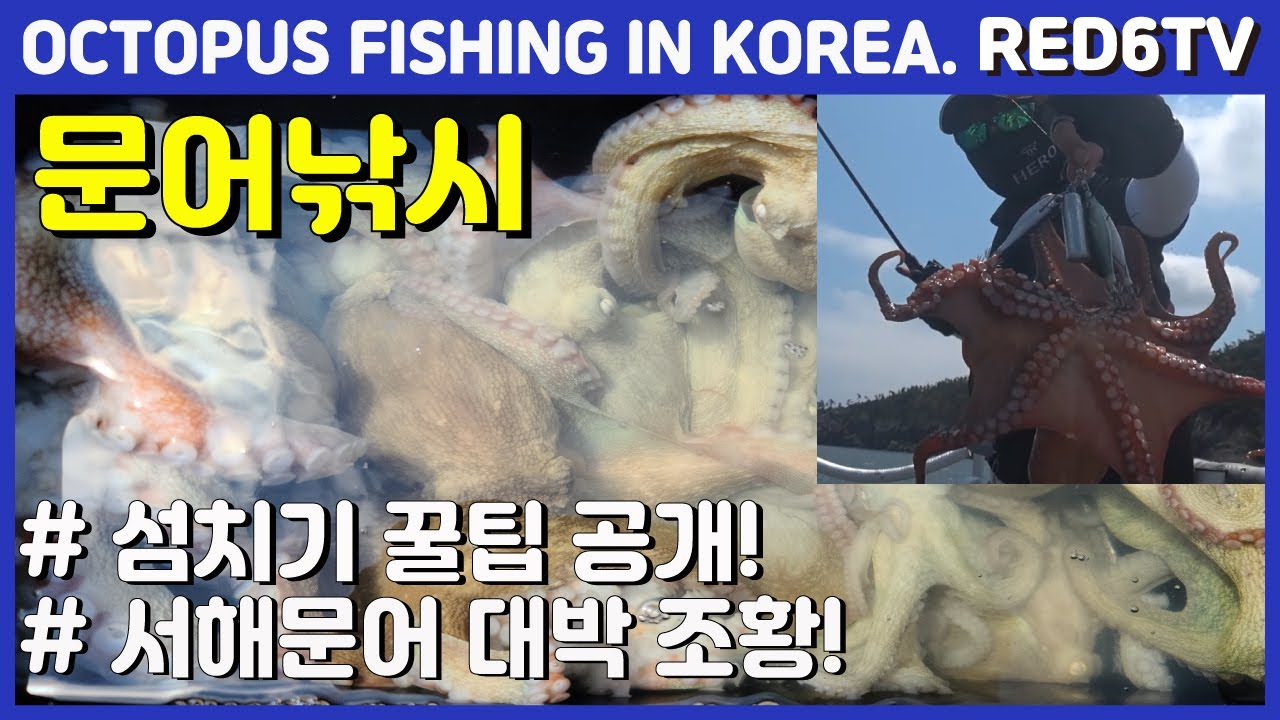 문어낚시 - 마릿수 Good!, 섬치기 공략 꿀팁!!