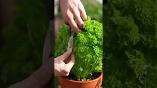 Do It At Home Parsley Fills Your Pot Quickly