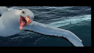 (Happy Feet) The Complete Animation of the albatross
