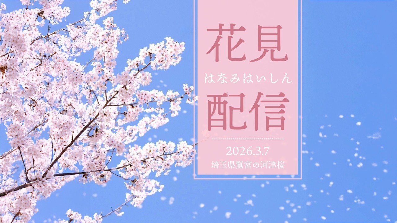 埼玉県久喜市鷲宮 青毛堀川沿いの河津桜 2026🌸日中配信🌞【お祭りライブ配信⛩️】Kawazu cherry blossoms  in Washinomiya