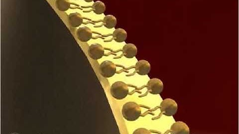Cell Membrane 3-D