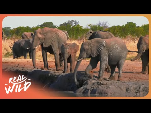 WILD ZIMBABWE SAFARI | Walking With Elephants & Epic Victoria Falls Adventure! documentary thumbnail