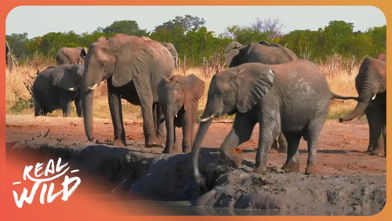 WILD ZIMBABWE SAFARI | Walking With Elephants & Epic Victoria Falls Adventure!