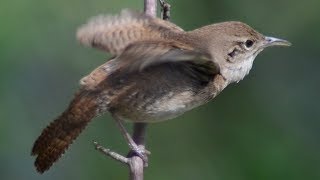 House wren bird call / song / sounds
