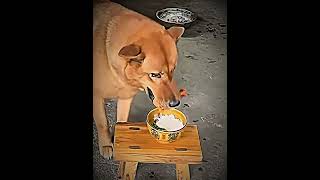 Real Dog❤️#dog #eating #chicken #share #owner