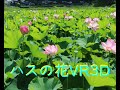 ハスの花をVR３Dで散策【VR180】　Take a walk through the lotus flowers in VR3D
