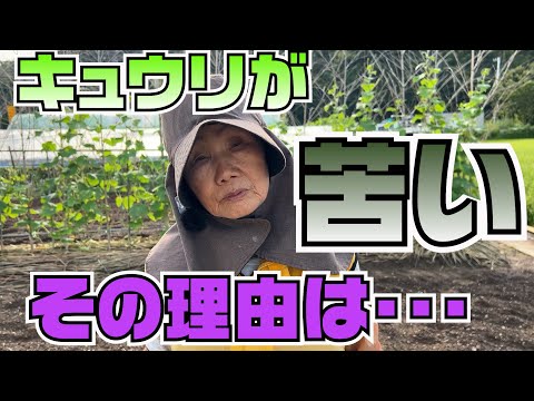 キュウリが苦い理由は・・？