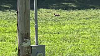 Poor Quality Deer/Fawn Video