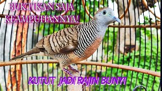 Super Perkutut lokal gacor suara pancingan ampuh u/ yang malas bunyi masih ombyokan #perkututlokal