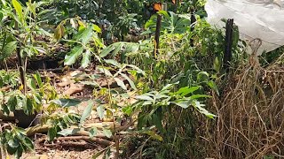 I Planted A New Ice Cream Bean Tree