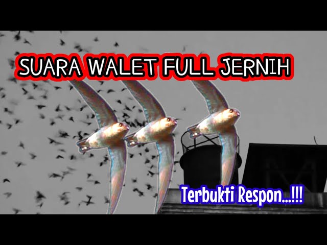 Suara Walet Original Jernih Plus Respon Mantab || Suara Panggil burung Walet Asli dari Alam Swift class=