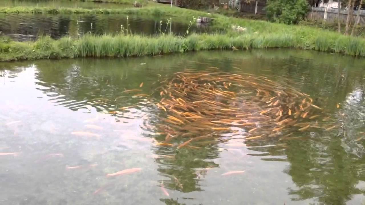 Fischzucht Aumühle im Isartal YouTube
