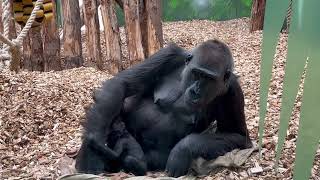 Adorable baby gorilla  and his caring mom. London Zoo.