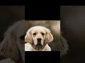 cute puppies #puppy #cute #pets #love #ai #aivideo #viral #reels #shorts #puppyvideos