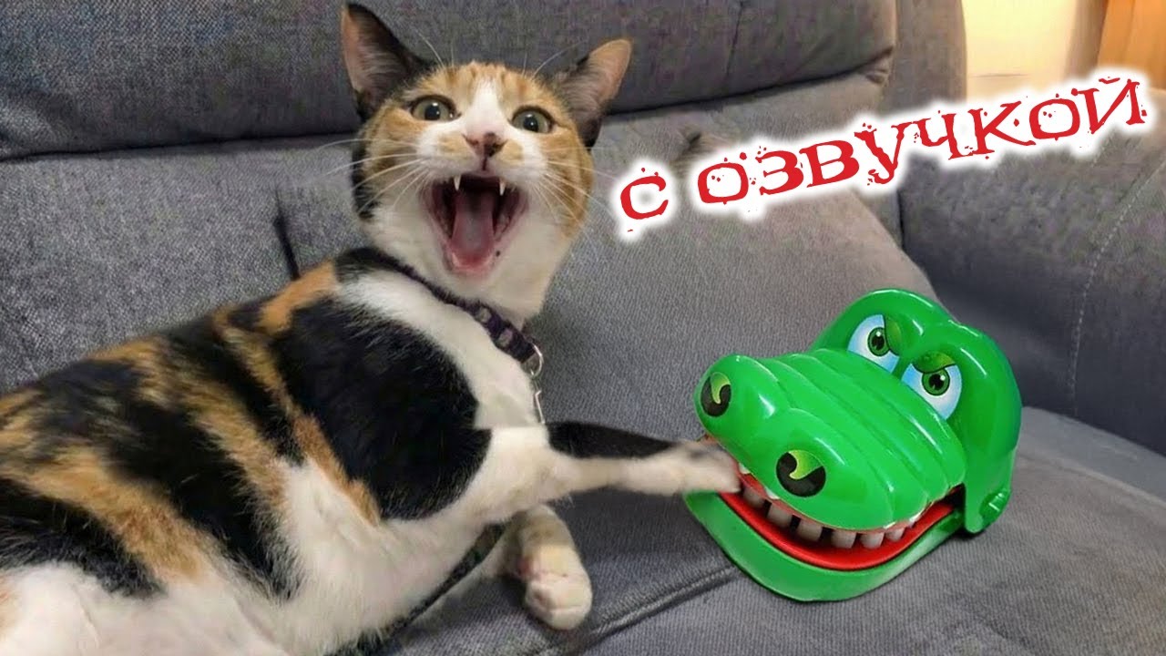 Приколы с котами! С ОЗВУЧКОЙ! САМЫЕ СМЕШНЫЕ ЖИВОТНЫЕ! Тест на психику!