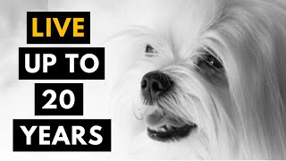 How to Help Your Maltese To Live a Long Life