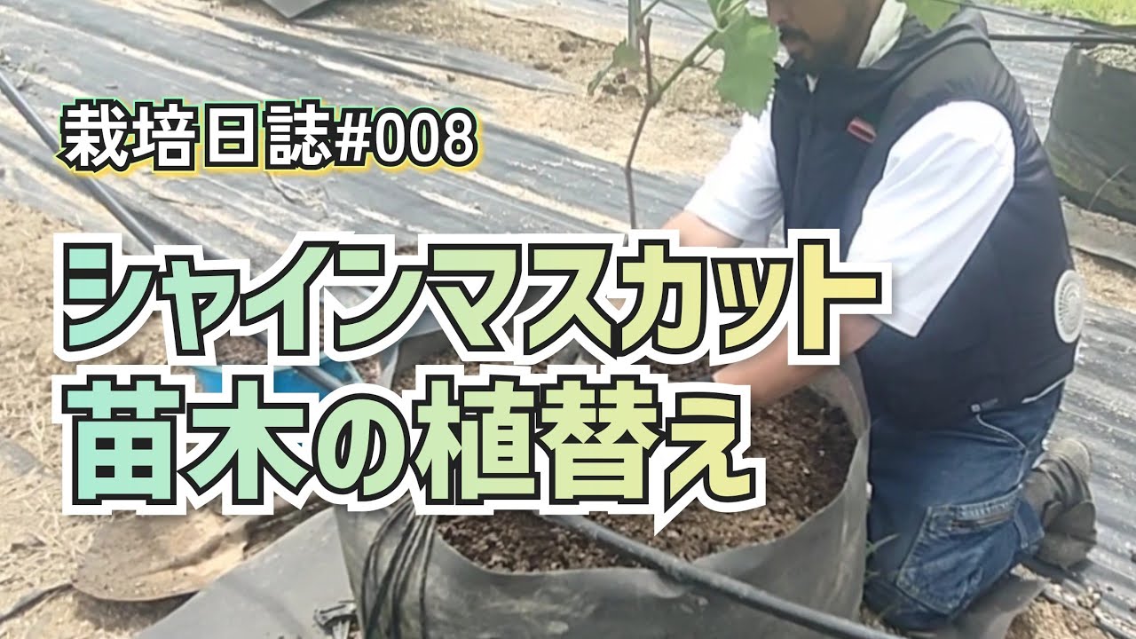 ぶどう栽培日誌#008 シャインマスカット苗木の植替え