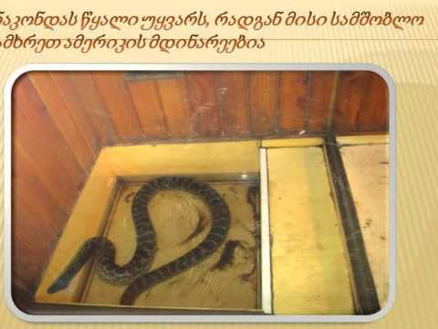 ქვეწარმავლები