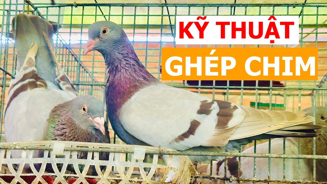 Ghép cặp chuẩn để Bồ câu yêu nhau, sinh sản tốt nhất | Nông dân làm giàu