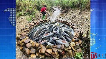 Survival- Young man catches stream fish extremanly well - Thanh niên  bắt cá suối cực đỉnh