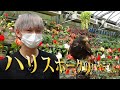富士花鳥園 バードショー 2021.05.14 ハリスホークのハヤテくん
