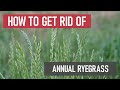 How to Get Rid of Annual Ryegrass [Weed Management]
