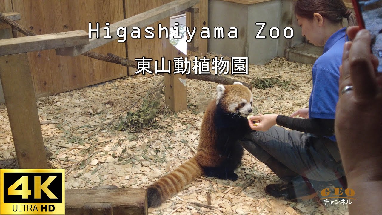 Higashiyama Zoo 東山動物園9 【4K収録】レッサーパンダはチーズが大好き