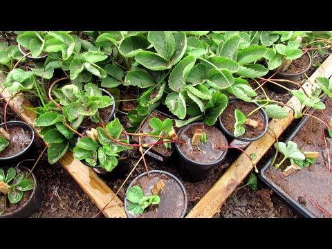فيديو: هل المسبوكات الدودية جيدة لجميع النباتات؟