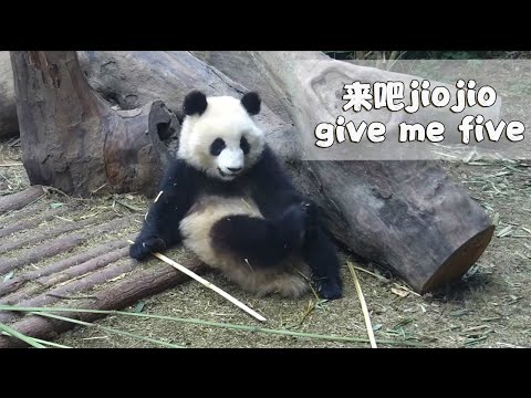 《熊貓早晚安》手癢還是腳癢？傻傻分不清！| iPanda