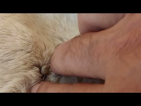 Video: Ферреттердеги кулак кенелери