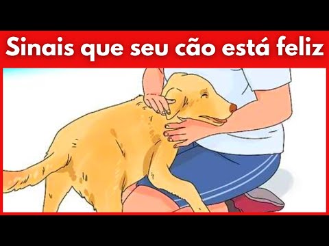 Vídeo: 12 sinais seu cão é verdadeiramente feliz