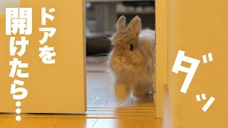 飼い主の隙をついて外出するうさぎNo.269