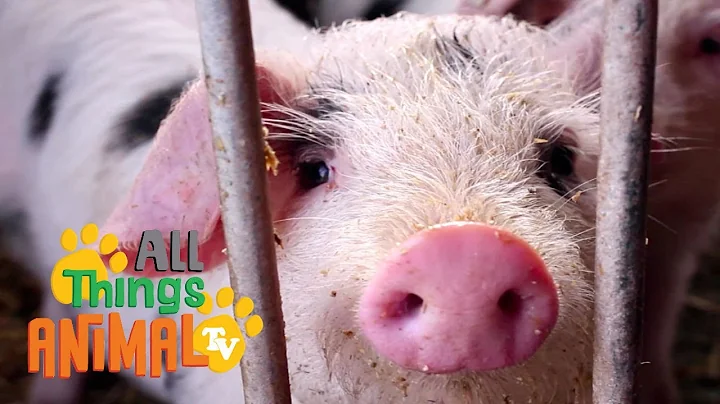 * PIG * | Animals For Kids | All Things Animal TV