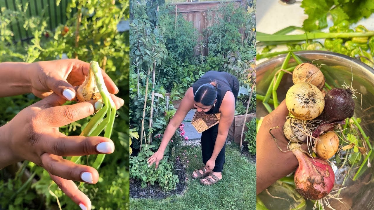 Cosechando las cebollas de mi huerto antes de que se pudran