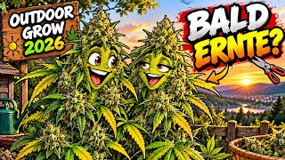 Outdoor grow 2026 Part 9 | Harvesting soon 😃 | Barneys Farm | Watermelon Zkittlez RS11 x Banana OG